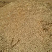 کاه گندم ریز خوشه دار دیم سرحد