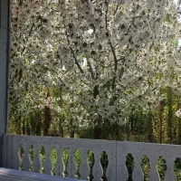 زمین-باغی-500متری