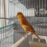 فروش قناری ماده|پرنده|فردیس, شهرک شهید حسینی|دیوار