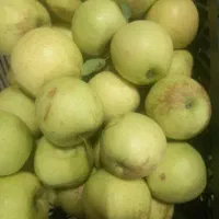 سیب زیر درختی و درجه ۱ و درجه ۲