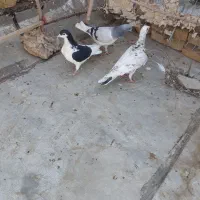 کبوترخوشتیپ|پرنده|تاکستان, |دیوار