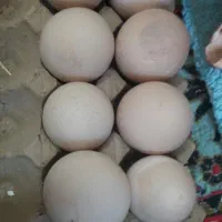 تخم طاووس
