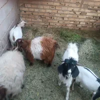 گوسفند معامله ای|حیوانات مزرعه|نرماشیر, |دیوار