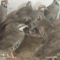 بلدرچین کوهی