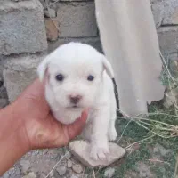 پاکوتاه