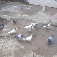 کبوتر|پرنده|روانسر, |دیوار