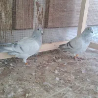 کبوتر موریس دلبر