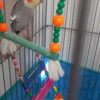 یک جفت عروس هلندی