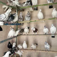 فروش ۱۰۰طوق کبوتر پرش سنگین