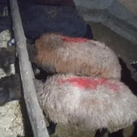 هفت عدد گوسفند جوان دامزلیخ|حیوانات مزرعه|سراب, |دیوار