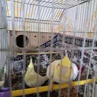 شادگان روستای توبچی|پرنده|شادگان, |دیوار