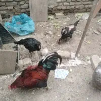 مرغ لاری