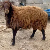 قوچ همو