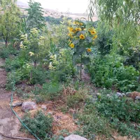 باغ و ویلا در روستای آلوچ