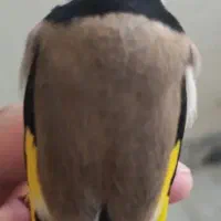 سهره|پرنده|ملکشاهی, |دیوار