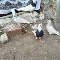 کلفه باخانواده