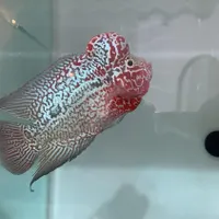 فروش فلاور کامفا چشم سفید