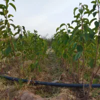 نهال گیلاس تکدانه رو  پایه آلبالوی رسمی(بومی)|خدمات باغبانی و درختکاری|تبریز, |دیوار