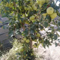 باغ دور دیوار550زاک فردوسی شاهنامه مشهد زمین معاوض|فروش زمین و ملک کلنگی|مشهد, درزآب|دیوار