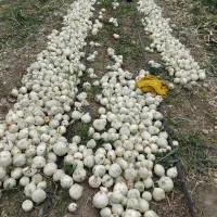 گروه پیازکن 10نفرباقیمت مناسب