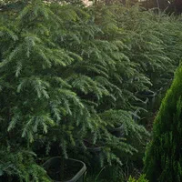 سدروس دئودورا آبی جعبه ای ریشه پرس|خدمات باغبانی و درختکاری|نوشهر, |دیوار