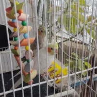 یک جفت عروس هلندی