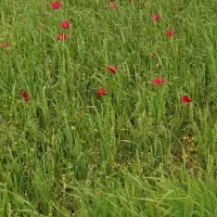 زمین