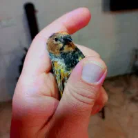 گلبسر خوشگل کشیده|پرنده|تهران, ترمینال جنوب|دیوار