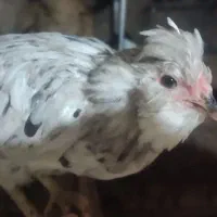 تخم مرغ نطفه دار گلین فقط طوسی