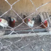 خروس
