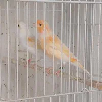 قناری موزاییکی ماده