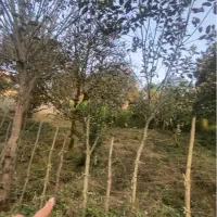 زمین پلاک یک‌جنگل