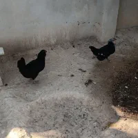 مرغ محلی ریشی و خروس چهل تاج