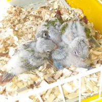 طوطی گرینچیک