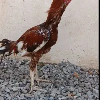 جوجه خروس لاری ۱۱ماهه