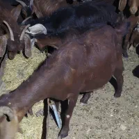 بز جوان ابستن ممک کرده دوقلوزا