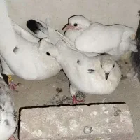 کفتر دم سیاه پرشی