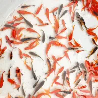 ماهی قرمز|ماهی|چالوس, |دیوار