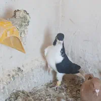 سه تا پرنده تک خال|پرنده|دشتابی, |دیوار