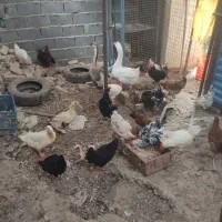 مرغ وخروس رسمی قو غازواردک