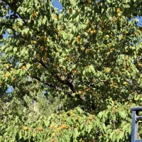 فروش، تهاتر،  باغ در شهر فیروزکوه روستای اندریه