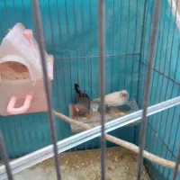 فنچ نر ماده کار درست|پرنده|کرمان, |دیوار