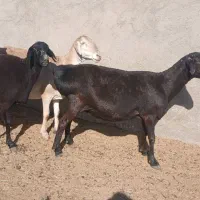 میش چینی خالص