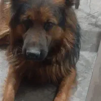 ژرمن شولاین قابل معاوضه