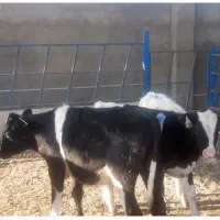 گوساله هلشتاین