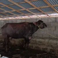 گاومیش دورگ چاق اماده کشتار|حیوانات مزرعه|رضوانشهر, |دیوار