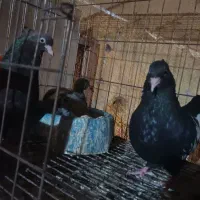 کبوتر سینه ای چشنوک|پرنده|اهواز, پردیس|دیوار