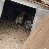 خروس و بوقلمون محلی|حیوانات مزرعه|هشتگرد, ینگی امام|دیوار