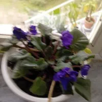 گل بنفشه آفریقایی فروشی|گل و گیاه طبیعی|حویق, |دیوار