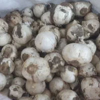 موسیر کوهی